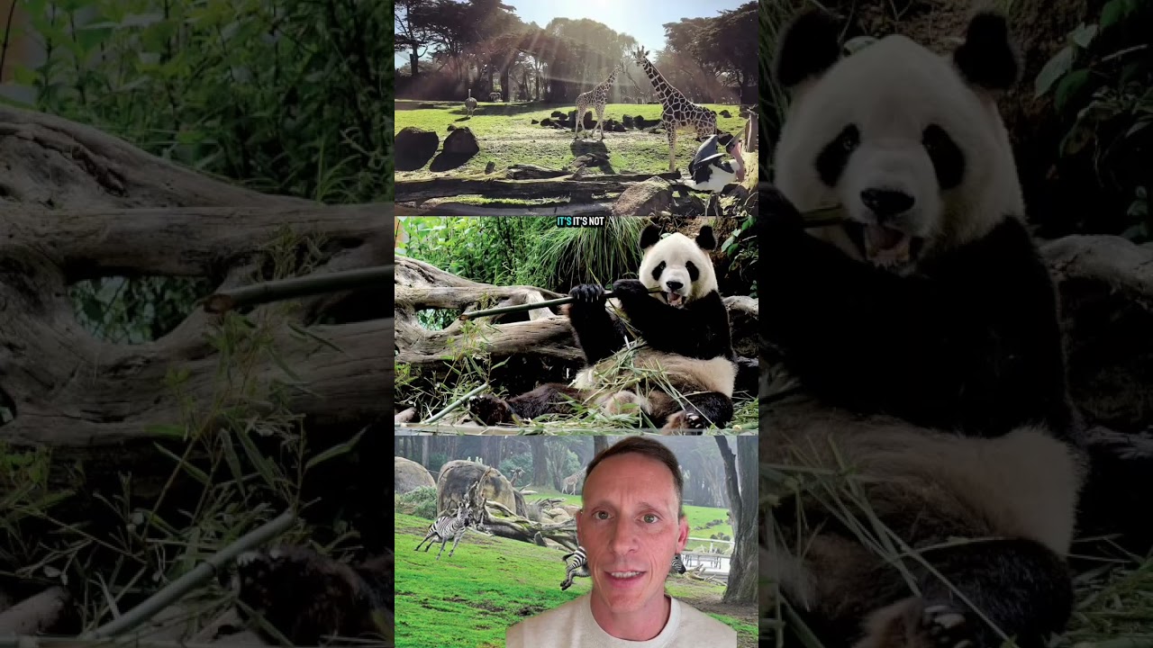 San Francisco Zoo’s .5 Million Emergency San Francisco Zoo’s .5 Million Emergency