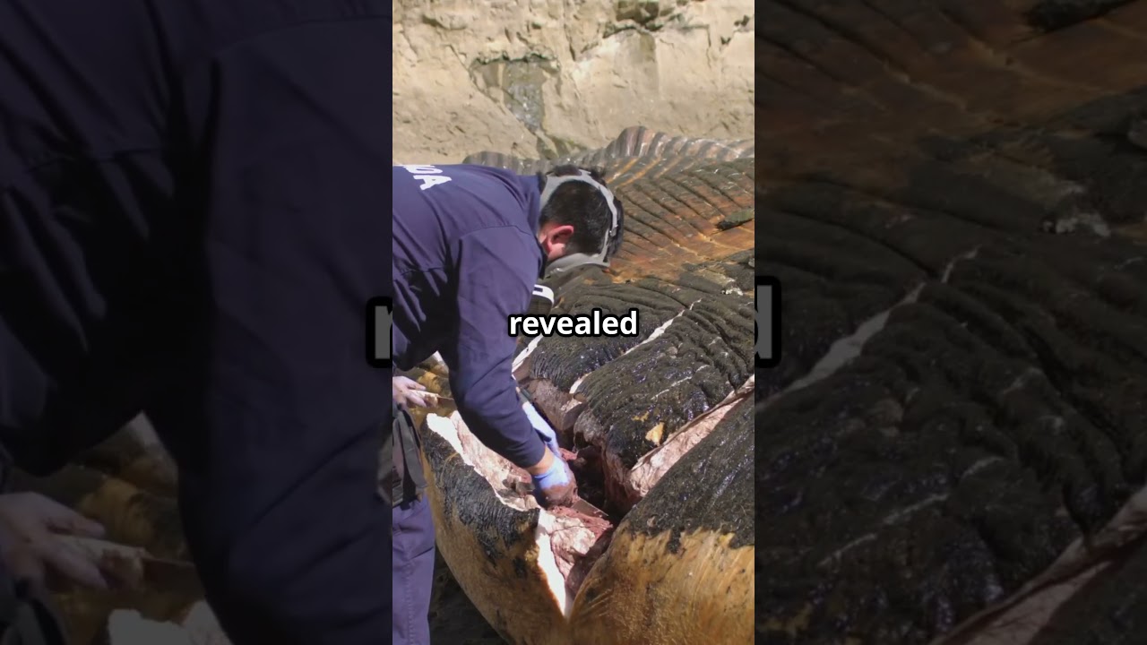Tragic Tale of Grey Whales in San Francisco Bay Tragic Tale of Grey Whales in San Francisco Bay