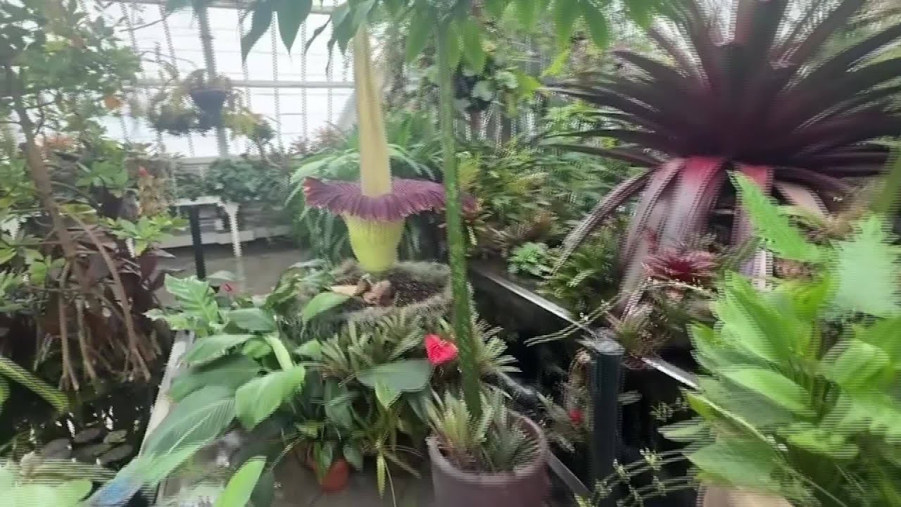 Watch: Rare corpse flower blooms at San Francisco Conservatory of Flowers