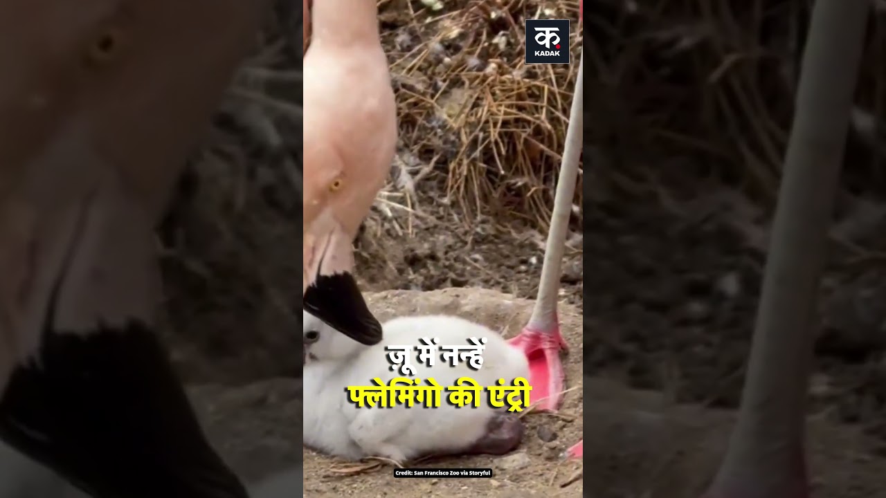 California: San Francisco Zoo Celebrates Birth of Flamingo Chicks For the First Time in Nine Years