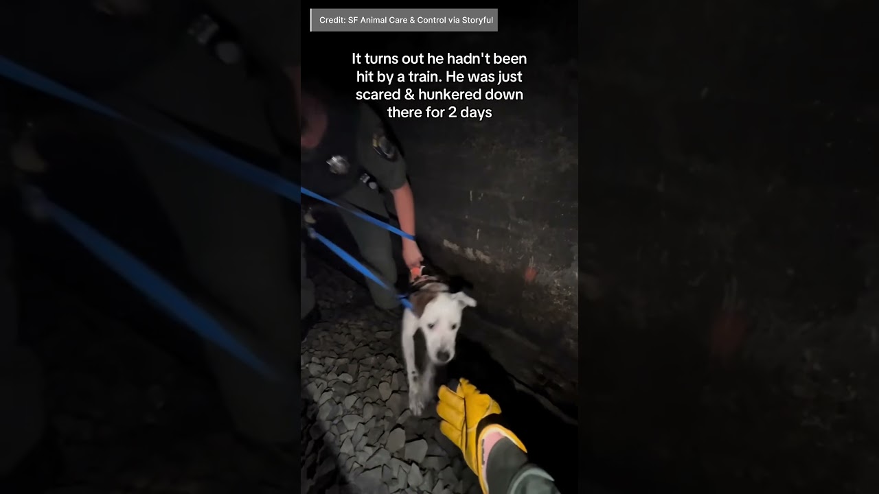 Dog Saved After 2 Days in Train Tunnel #DogRescue #SanFrancisco #TrainTunnel #AnimalRescue | AO1P Dog Saved After 2 Days in Train Tunnel #DogRescue #SanFrancisco #TrainTunnel #AnimalRescue | AO1P