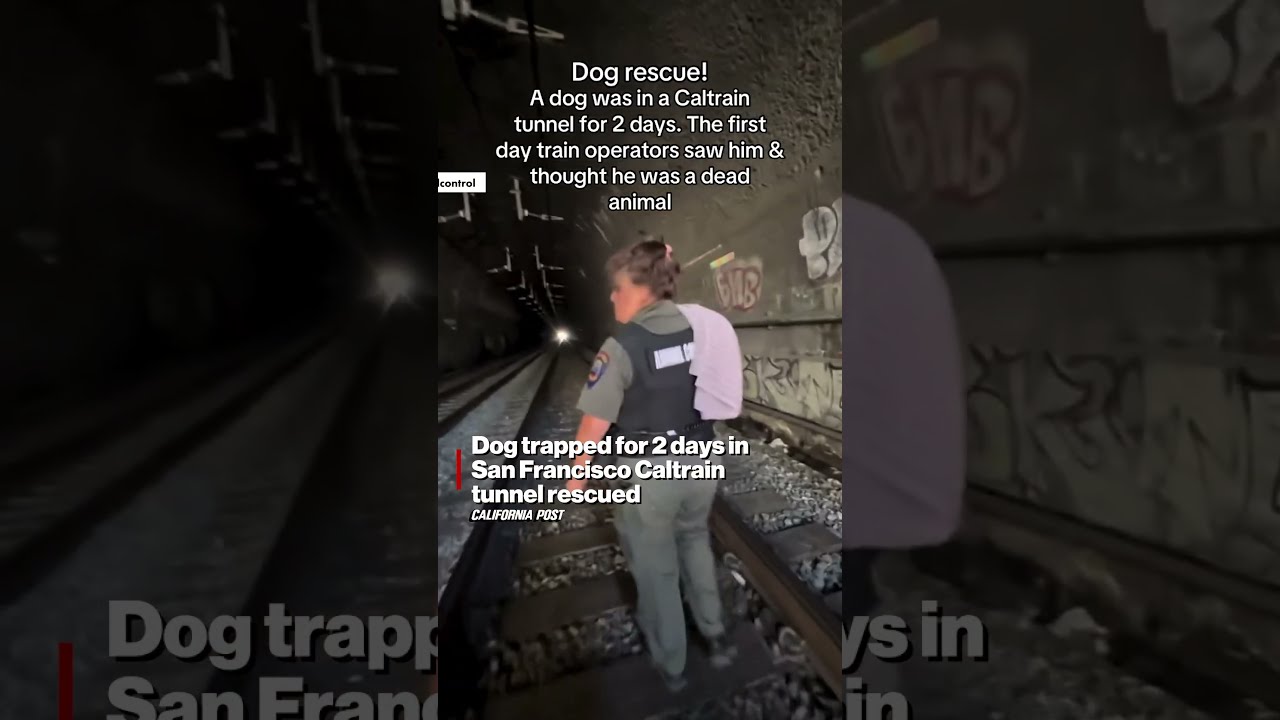 Dog trapped for 2 days in San Francisco Caltrain tunnel rescued