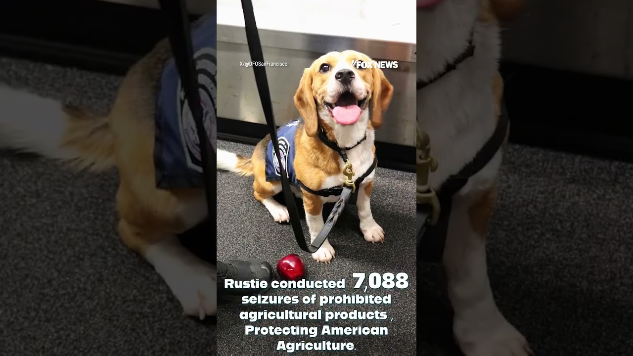 K-9 retires from 17 YEARS protecting US agriculture #foxnews #news K-9 retires from 17 YEARS protecting US agriculture #foxnews #news