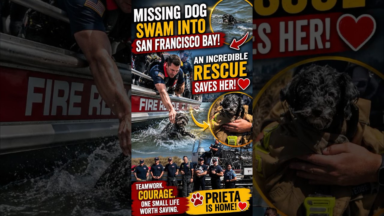 Missing Dog Found Swimming in San Francisco Bay—An Incredible Rescue Saves Her ❤️🐾 Missing Dog Found Swimming in San Francisco Bay—An Incredible Rescue Saves Her ❤️🐾