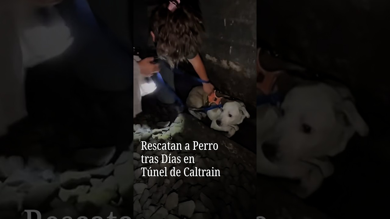 Rescatan a un perro tras dos días perdido en un túnel de Caltrain: dormía junto a las vías del tren Rescatan a un perro tras dos días perdido en un túnel de Caltrain: dormía junto a las vías del tren