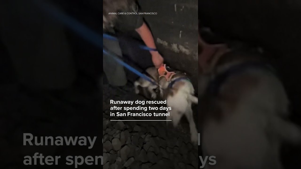 Runaway dog rescued after spending two days in San Francisco tunnel Runaway dog rescued after spending two days in San Francisco tunnel