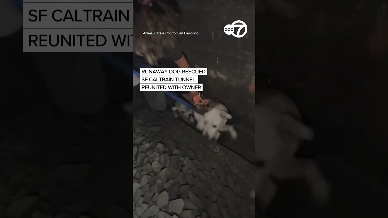 Runaway dog rescued from SF Caltrain tunnel, reunited with owner