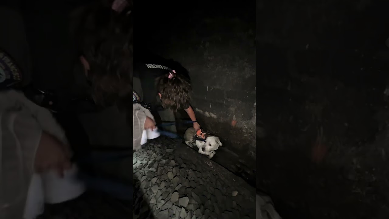 San Francisco Animal Care and Control Removes Dog From Tunnel