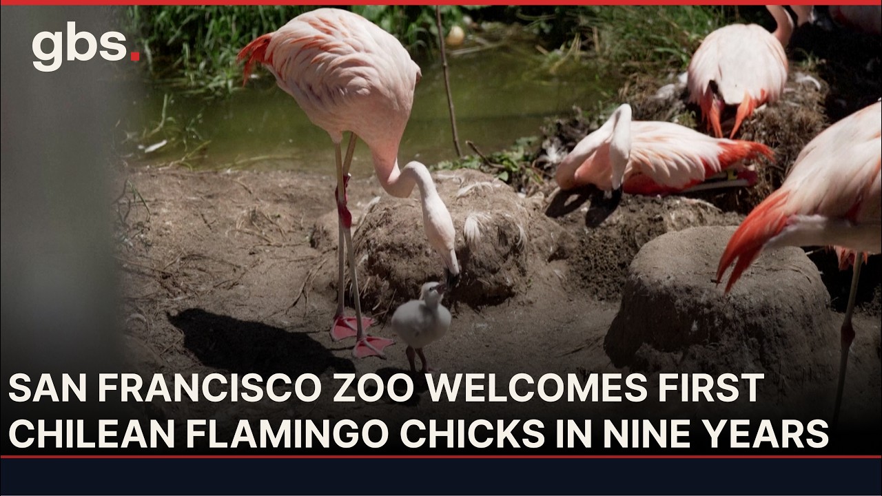 San Francisco Zoo Welcomes First Chilean Flamingo Chicks in Nine Years | AC13 San Francisco Zoo Welcomes First Chilean Flamingo Chicks in Nine Years | AC13