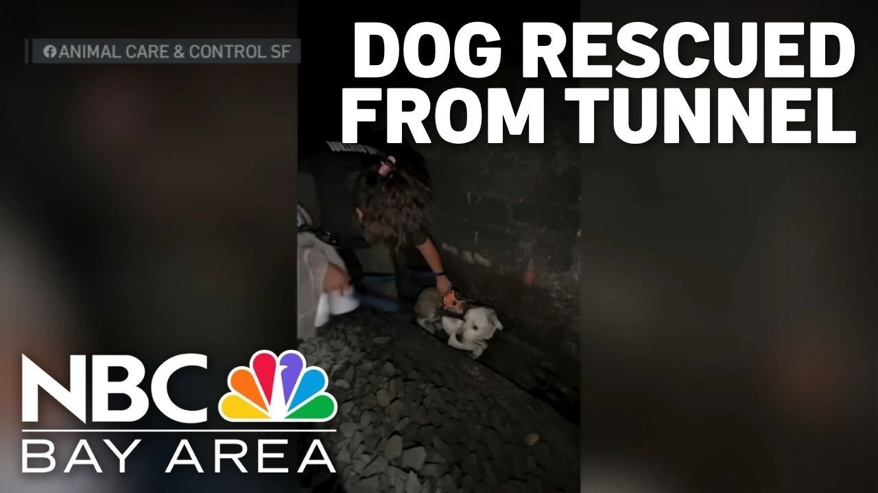 ‘Terrified’ dog spent 2 days in Caltrain tunnel in San Francisco before being rescued
