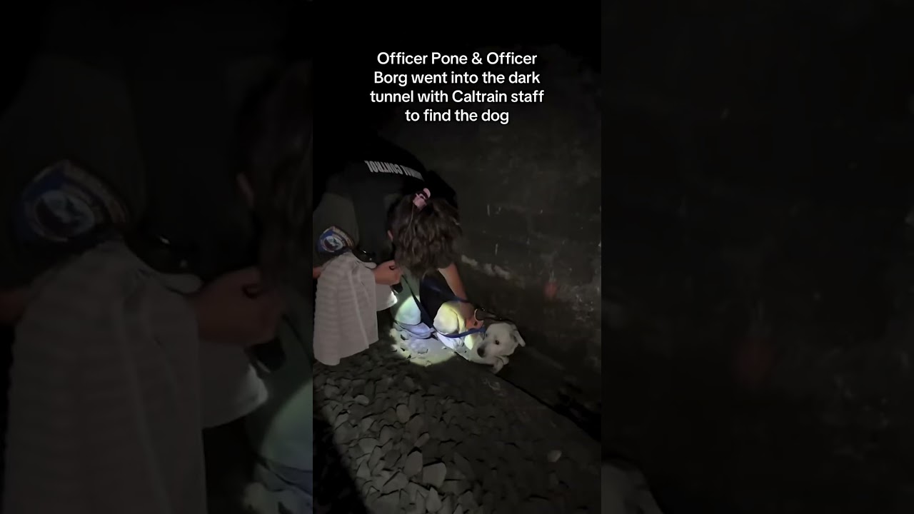 Terrified pup survives 2 days in pitch-black California tunnel before dramatic rescue #shorts Terrified pup survives 2 days in pitch-black California tunnel before dramatic rescue #shorts