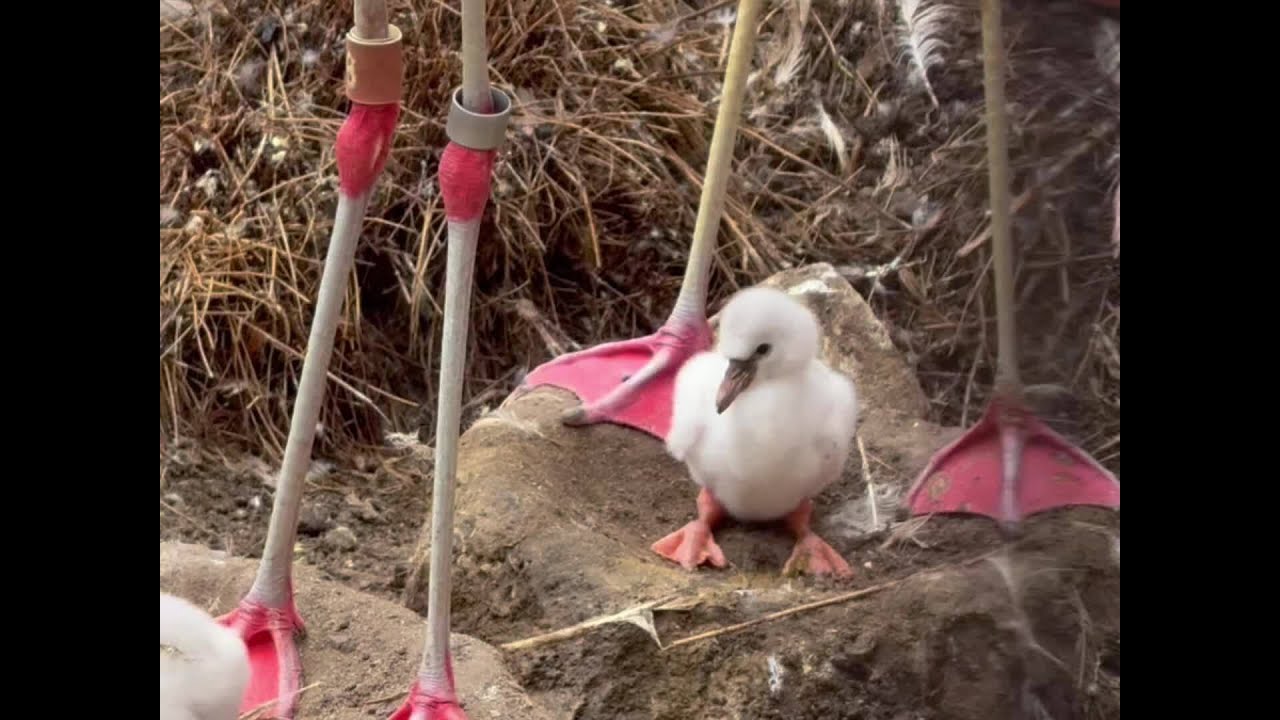 Watch: New flamingo chicks at the San Francisco Zoo Watch: New flamingo chicks at the San Francisco Zoo