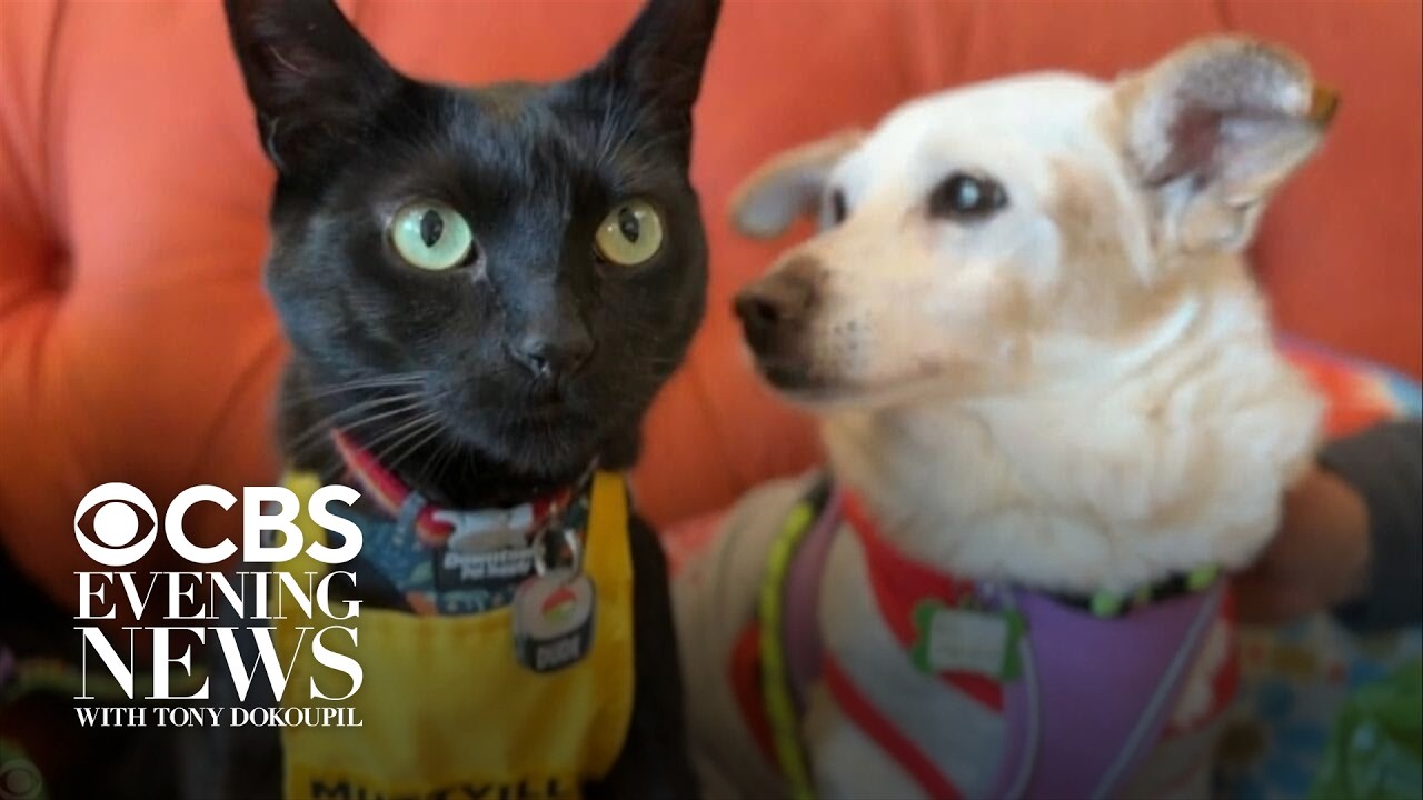 Dog rescue hires a cat to help boost adoptions Dog rescue hires a cat to help boost adoptions